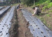Bhabinkamtibmas Polsek Porsea Bantu Warga Tanam cabai