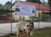 Kapolda Sumut Memberikan Hewan Qurban Kepada Masyarakat Toba Melalui Kapolres Toba Smoga Membawa Berkah Bagi kita Semua