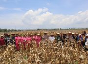 Polres Toba Gelar Panen Raya Jagung Serentak Kuartal III di Desa Matio