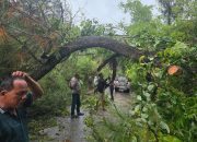 *Kapolsek Silaen Bersama Personel dan Warga Respon Cepat Bersihkan Jalan Akibat Pohon Tumbang*