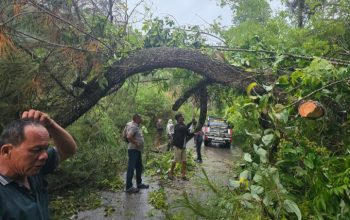 *Kapolsek Silaen Bersama Personel dan Warga Respon Cepat Bersihkan Jalan Akibat Pohon Tumbang*