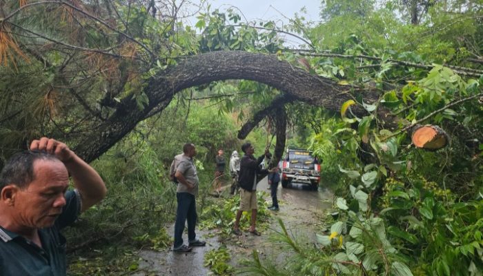 *Kapolsek Silaen Bersama Personel dan Warga Respon Cepat Bersihkan Jalan Akibat Pohon Tumbang*