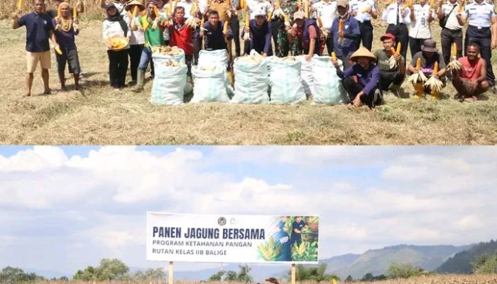 Dukung Ketahanan Pangan Nasional, Rutan Kelas IIB Balige Gelar Panen Raya Jagung Bersama