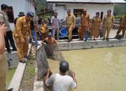 Tinjau BBI Purbatua, Pemkab Taput Dorong Inovasi Budidaya Ikan Air Tawar